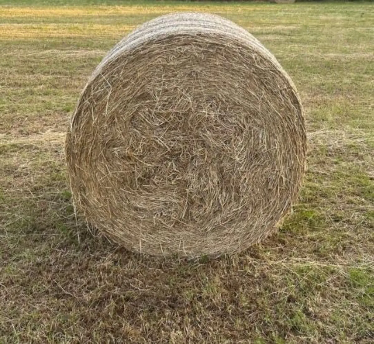 Hay