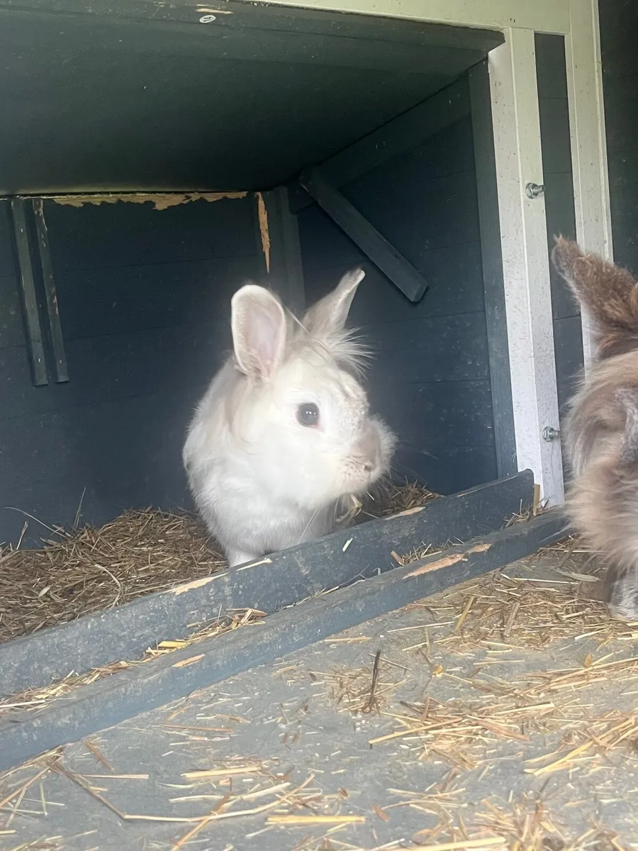 Two rabbits free to a good home - Image 1