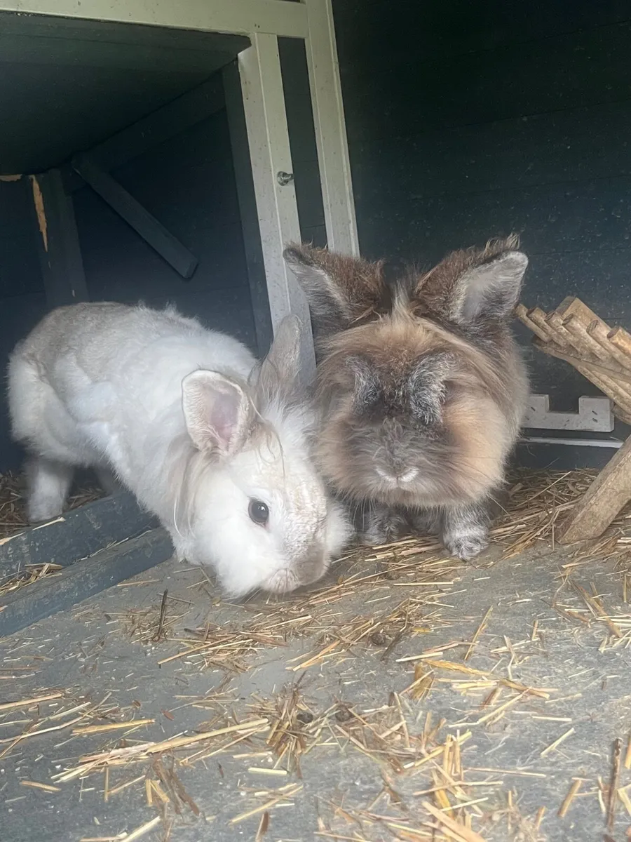 Two rabbits free to a good home - Image 2