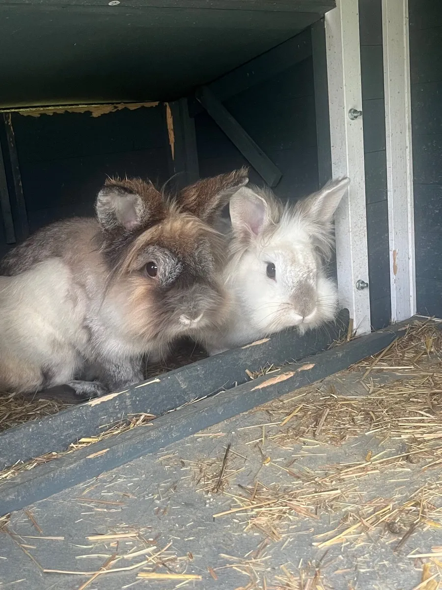 Two rabbits free to a good home - Image 3