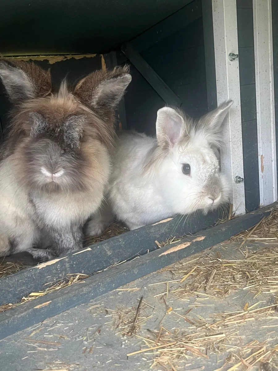 Two rabbits free to a good home - Image 4