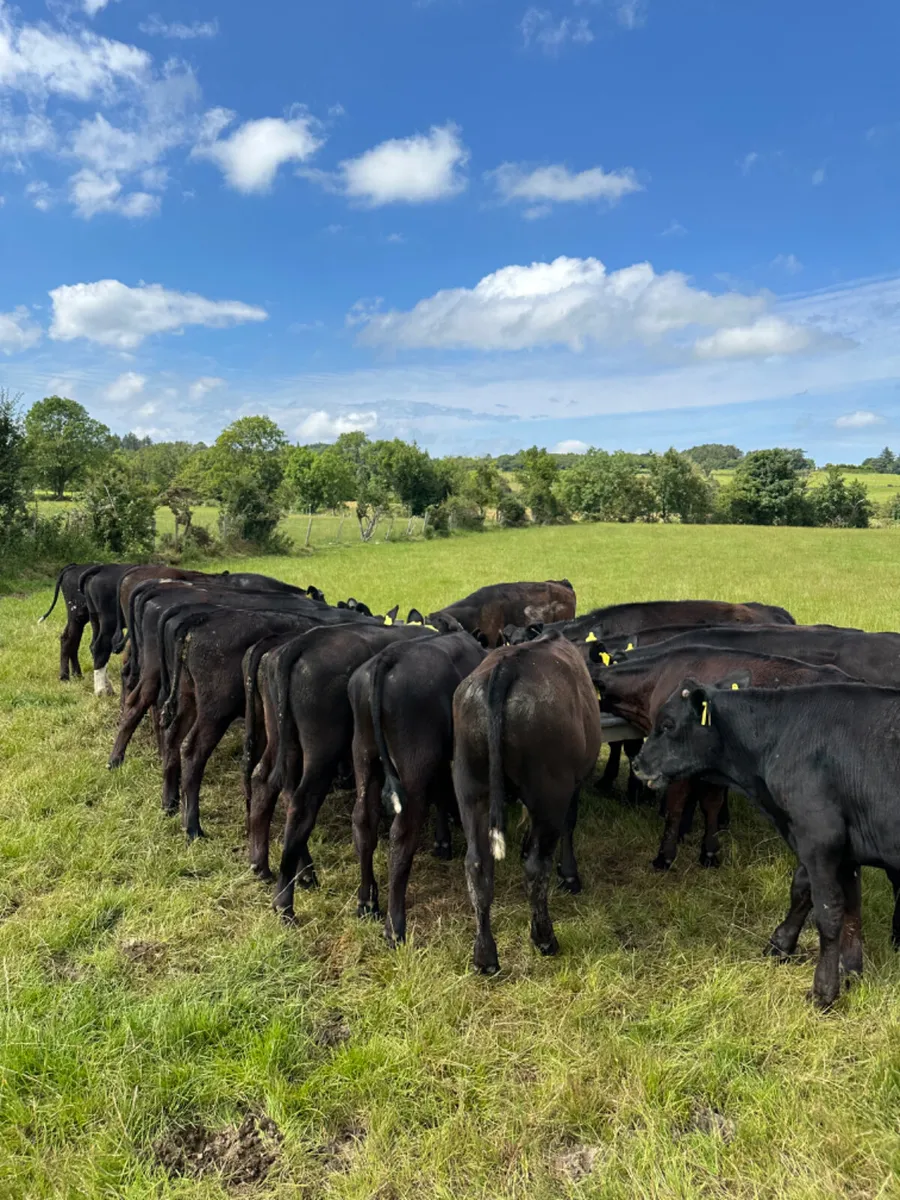 Angus bulls - Image 3