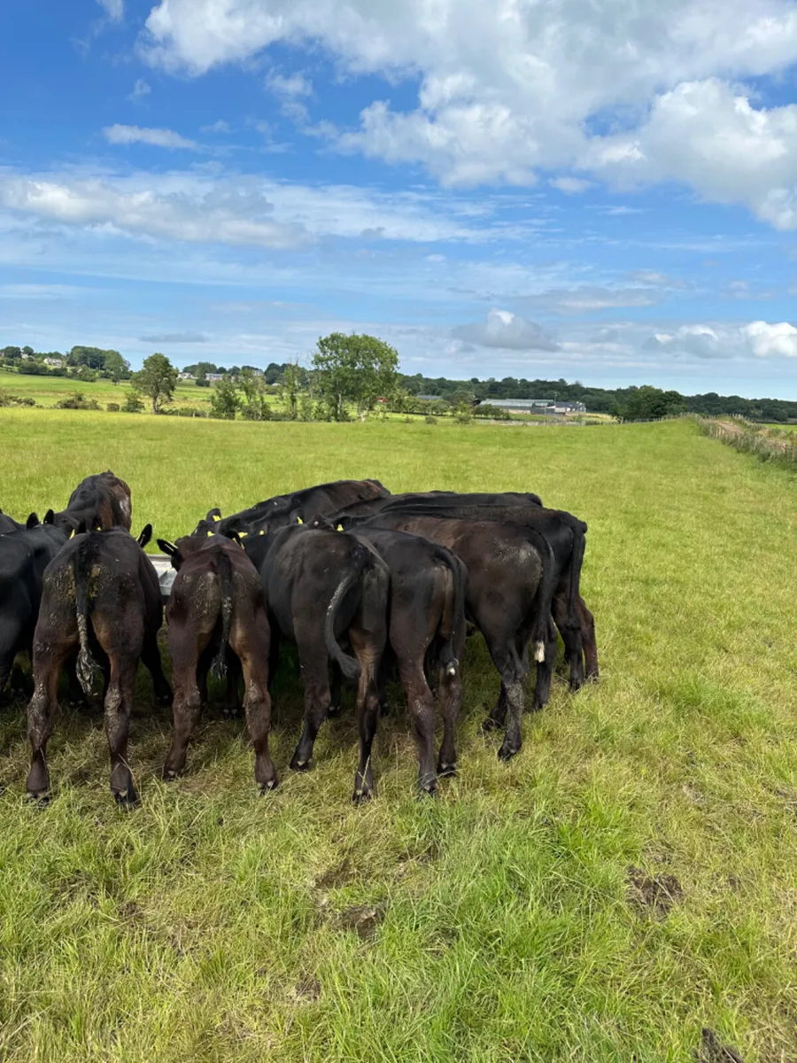 Angus bulls - Image 1