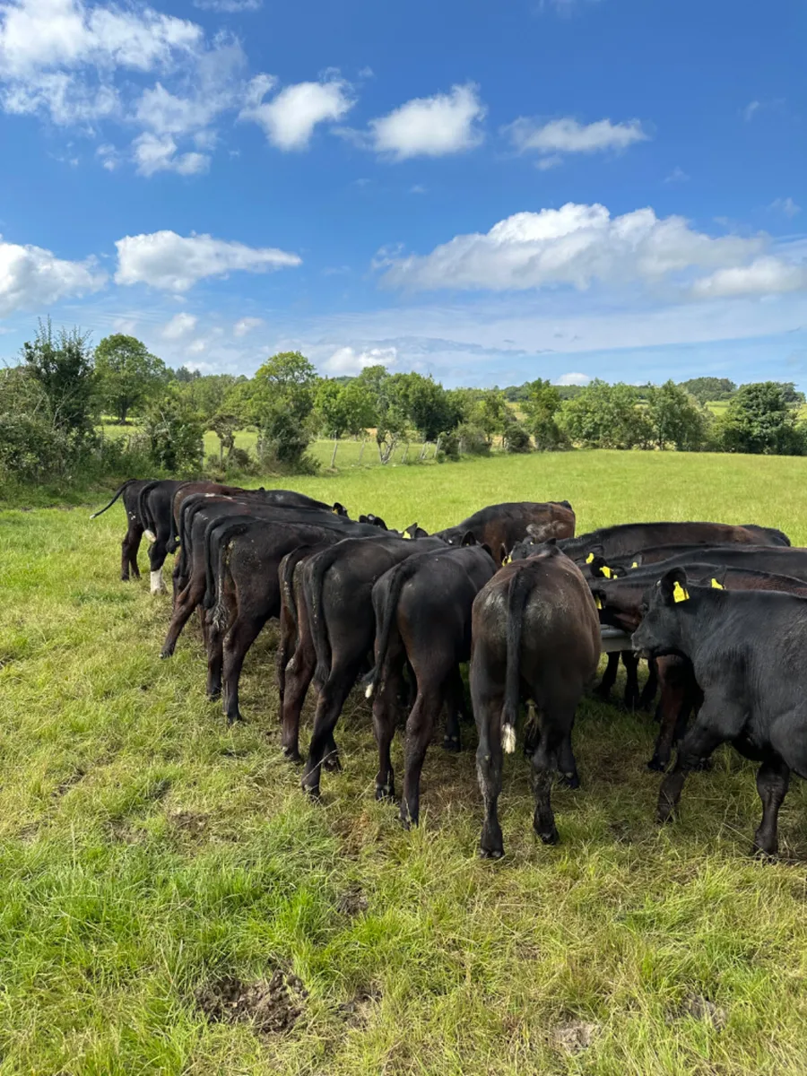 Angus bulls - Image 2