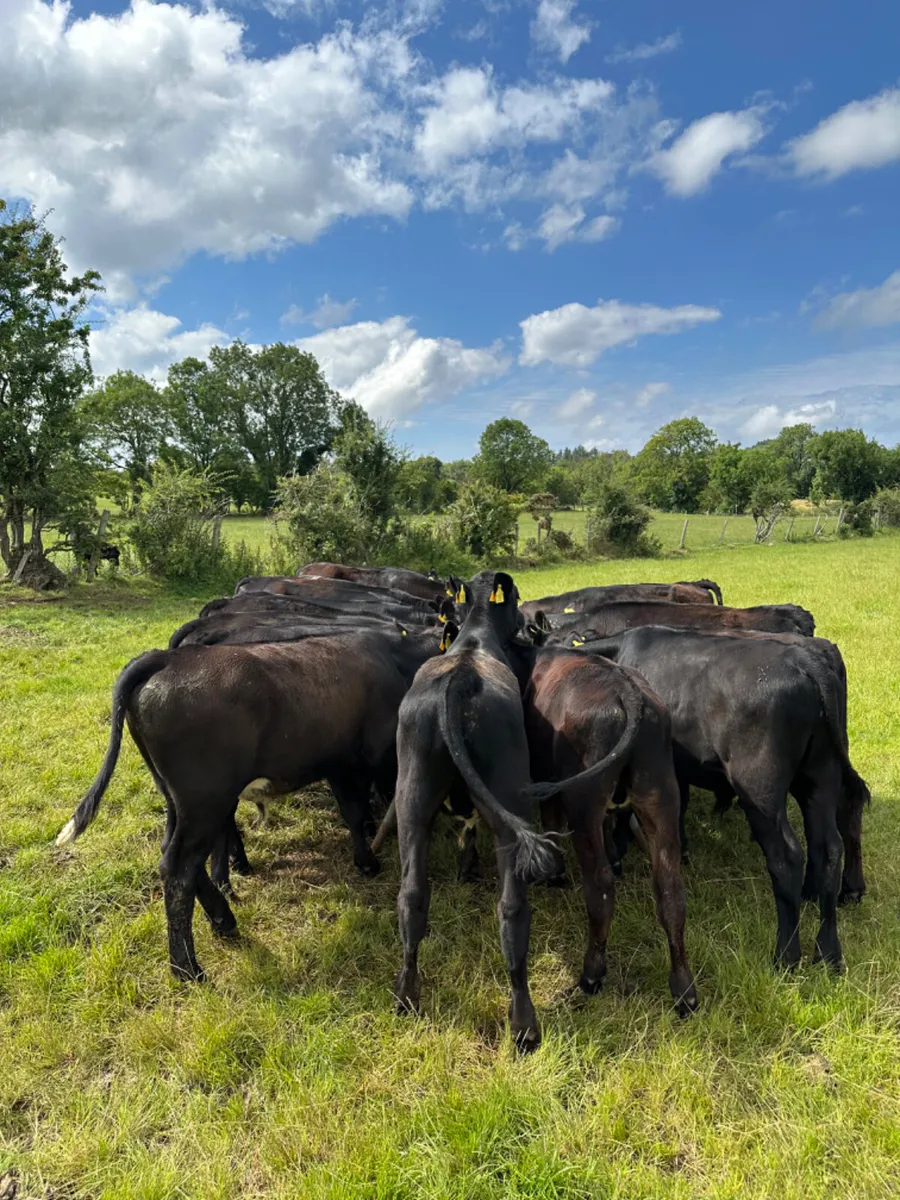 Angus bulls - Image 4