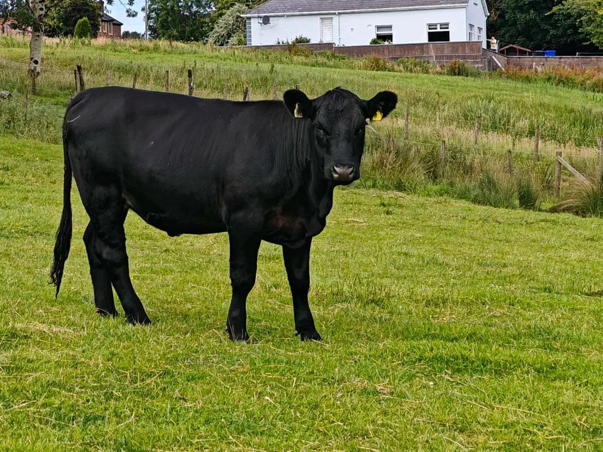 9 breeding heifer's - Image 1