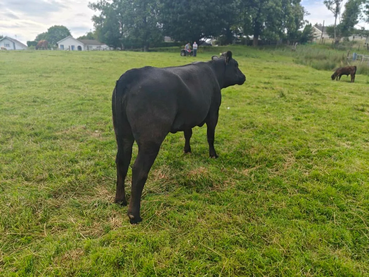 9 breeding heifer's - Image 2