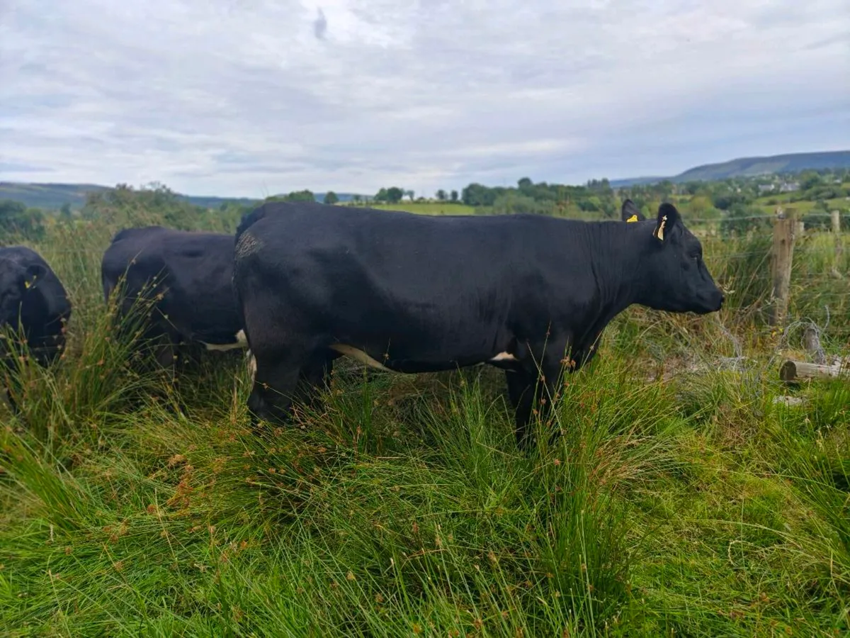 9 breeding heifer's - Image 3