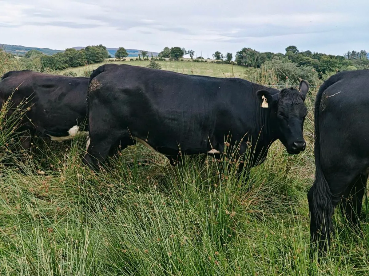9 breeding heifer's - Image 4