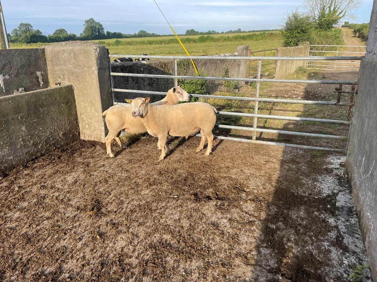 SiS approved Charollais ram - Image 1