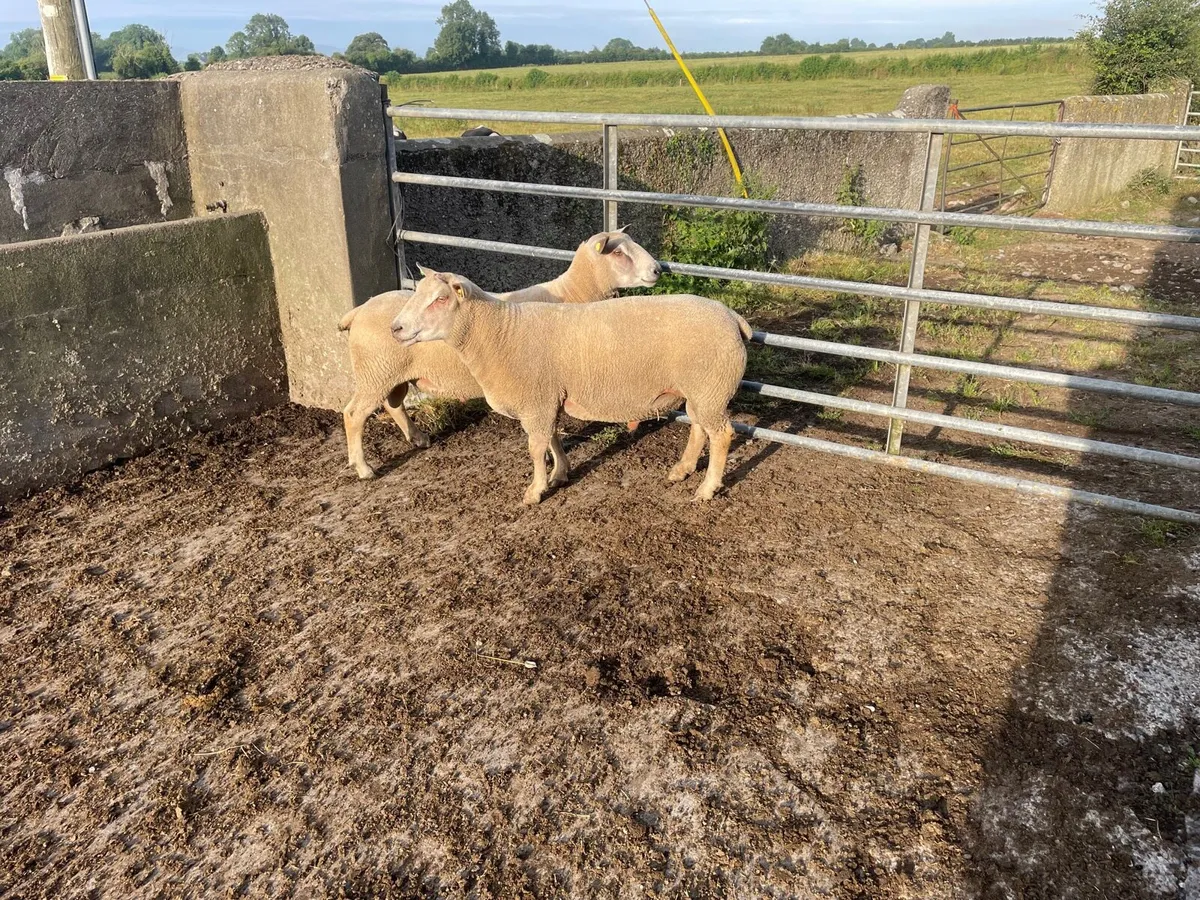 SiS approved Charollais ram - Image 2
