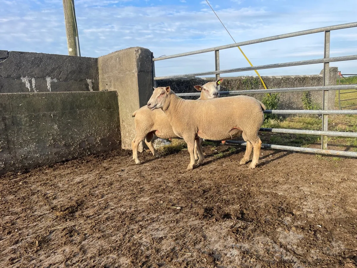 SiS approved Charollais ram - Image 3