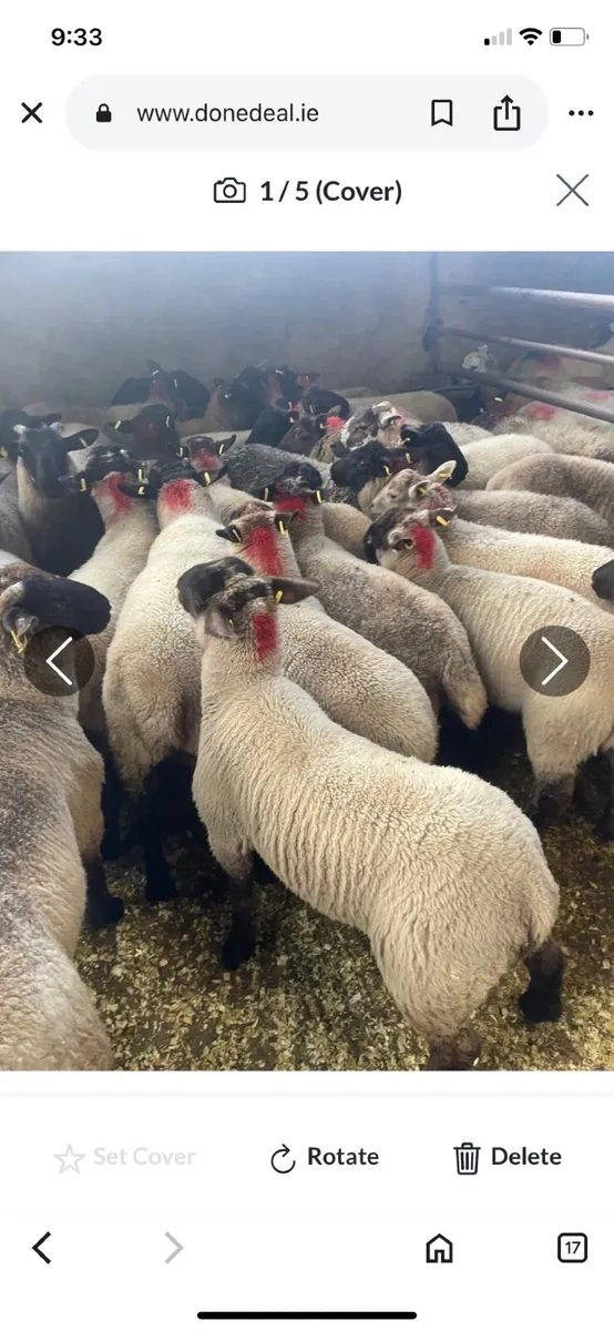 Sheep - Image 2