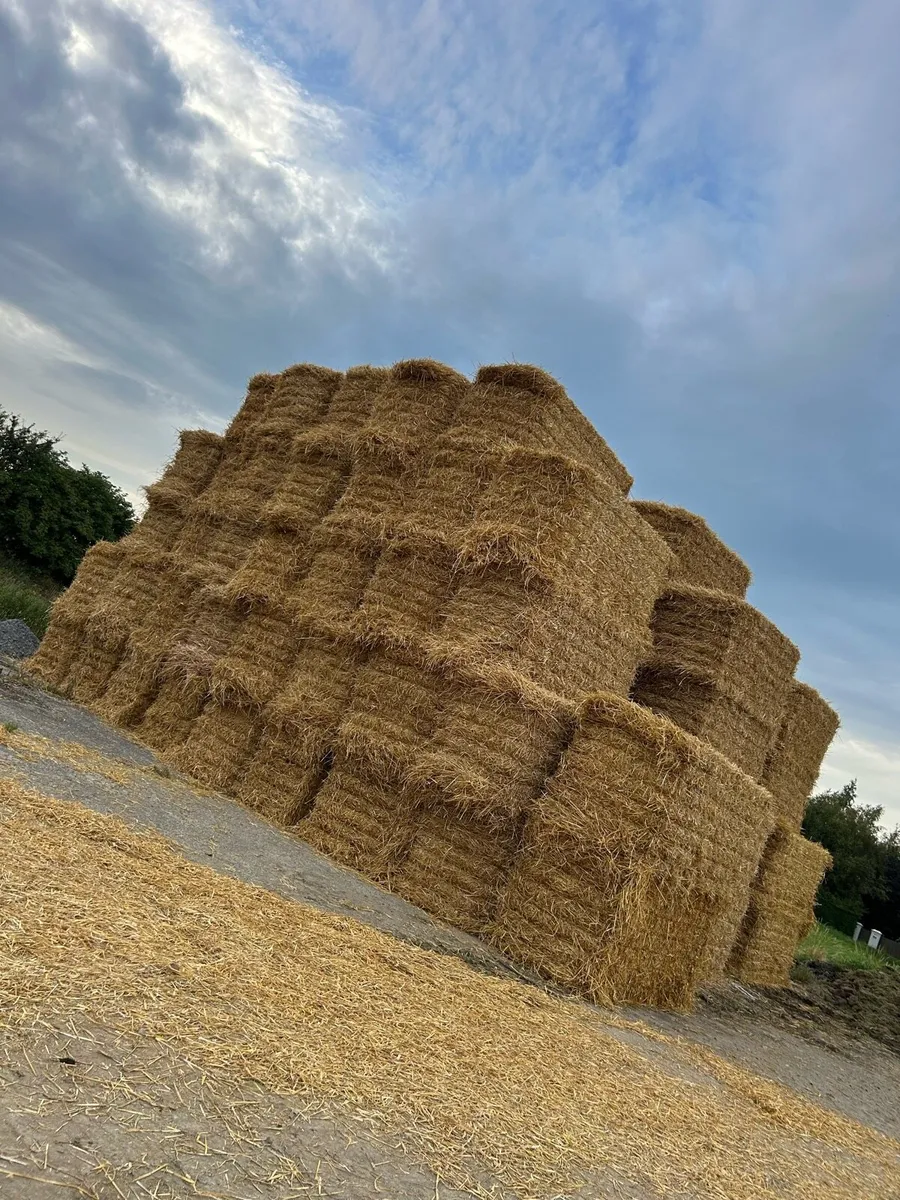 Barley straw