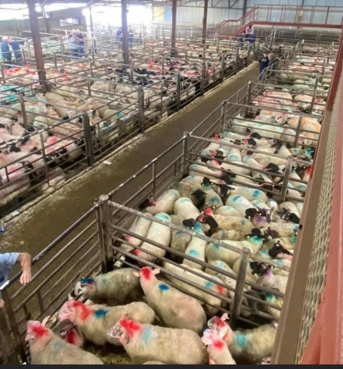 Sheep - Image 3
