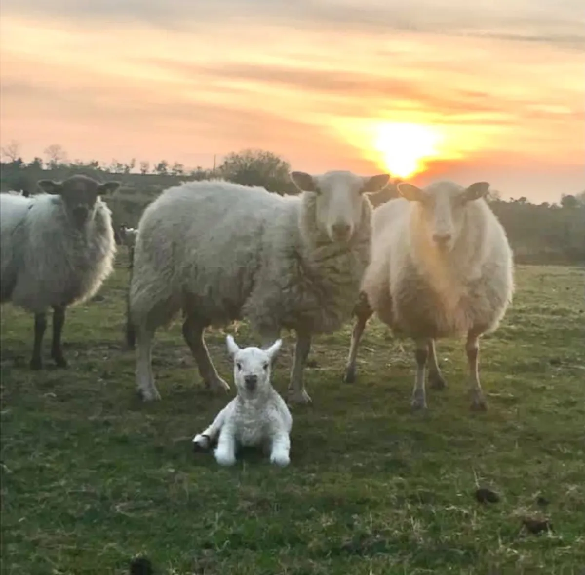 Sheep - Image 4
