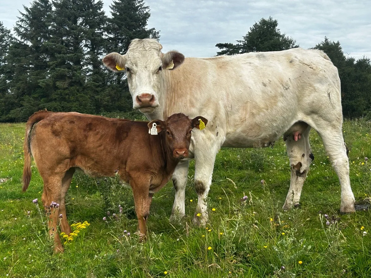 4 Star Shorthorn Cow & 5 Star Heifer Calf - Image 1