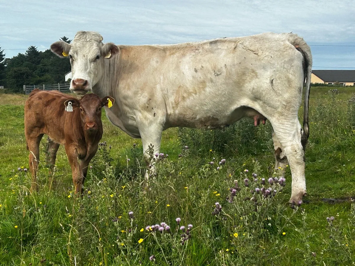 4 Star Shorthorn Cow & 5 Star Heifer Calf - Image 2