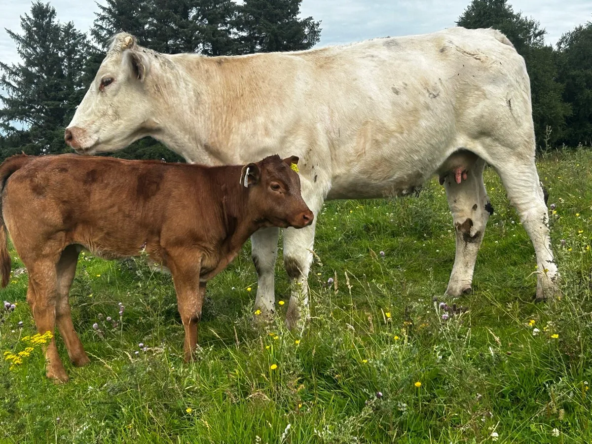 4 Star Shorthorn Cow & 5 Star Heifer Calf - Image 3