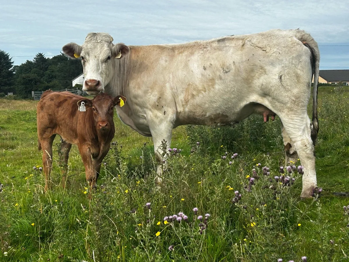 4 Star Shorthorn Cow & 5 Star Heifer Calf - Image 4