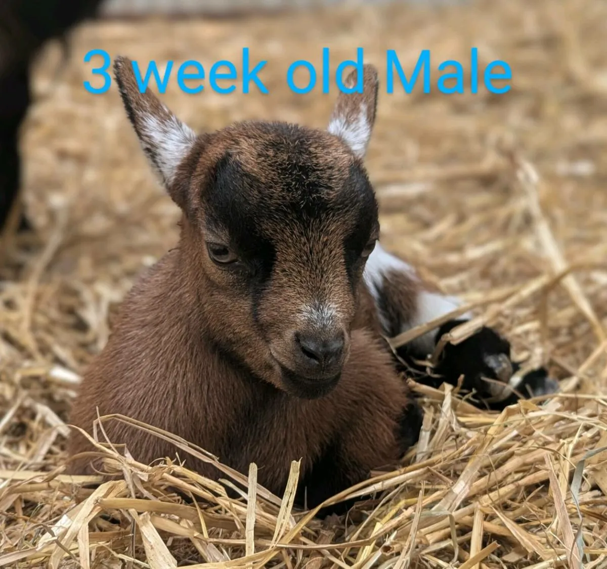 Wether Male Pygmy Goat - Image 2