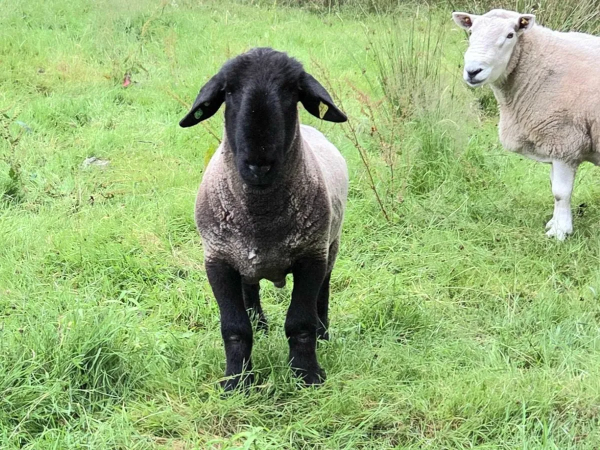 Suffolk Hogget Ram - Image 1