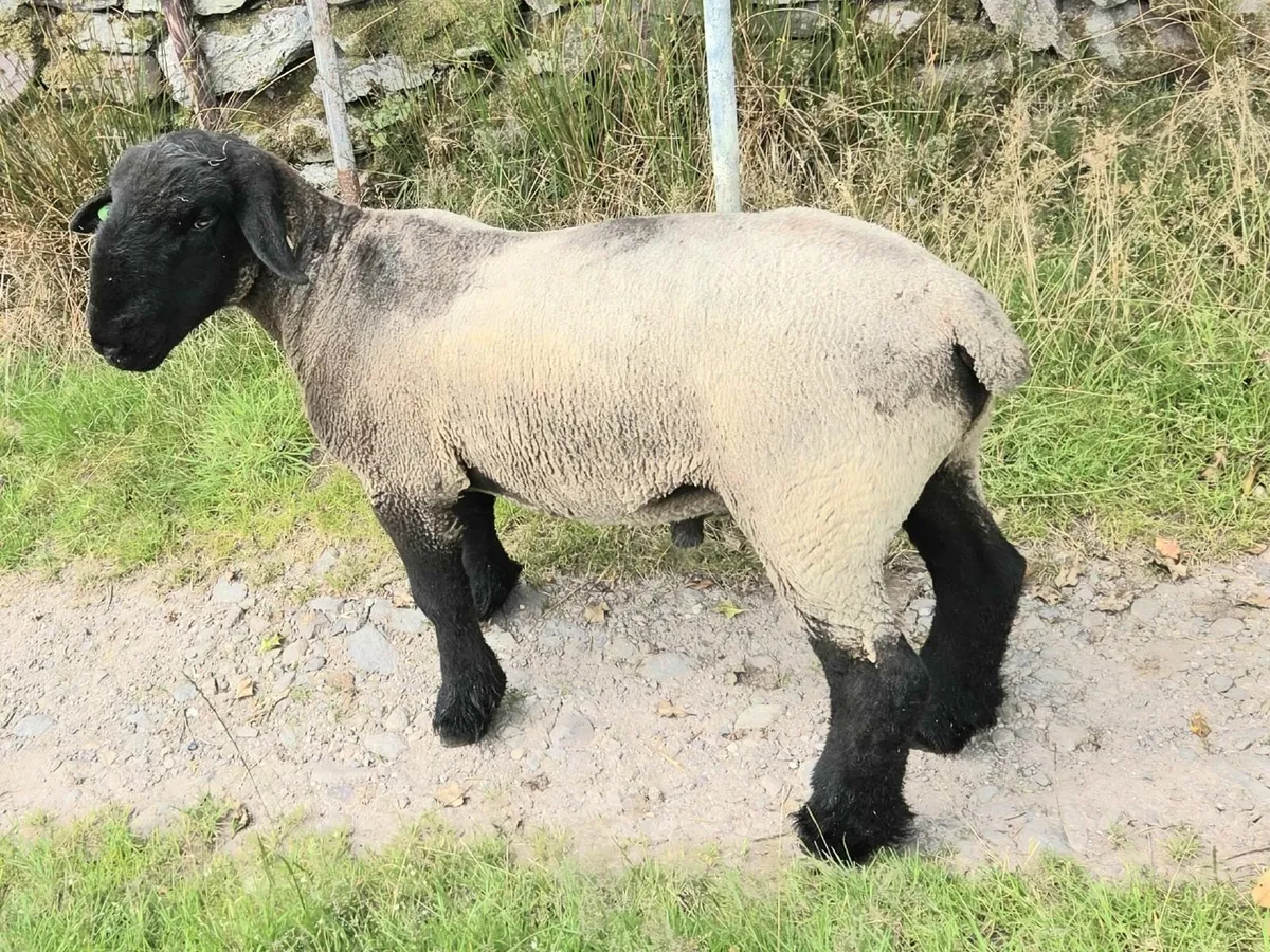 Suffolk Hogget Ram - Image 3