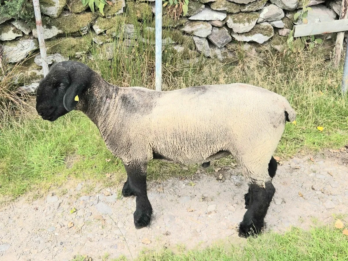 Suffolk Hogget Ram - Image 4