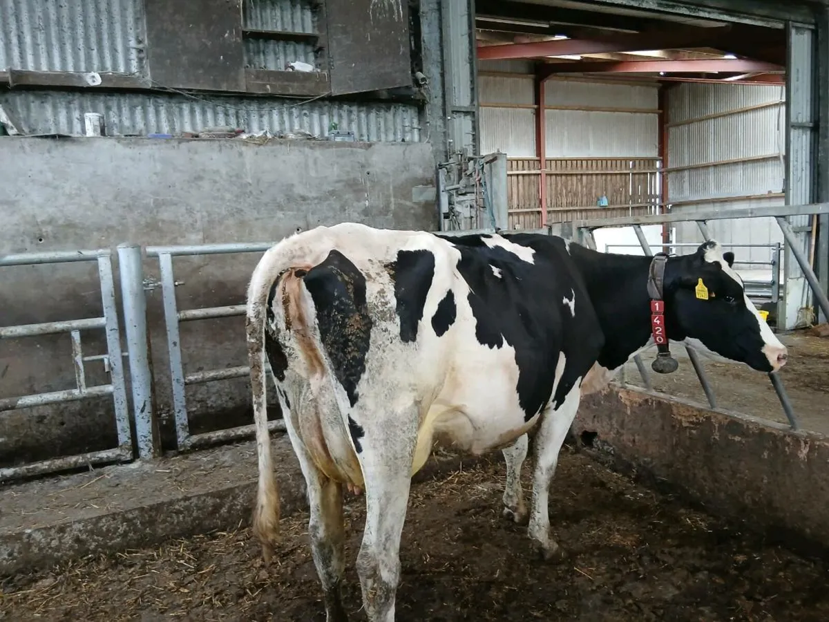 Full Symbol Organic cow suitable to rear calves - Image 1