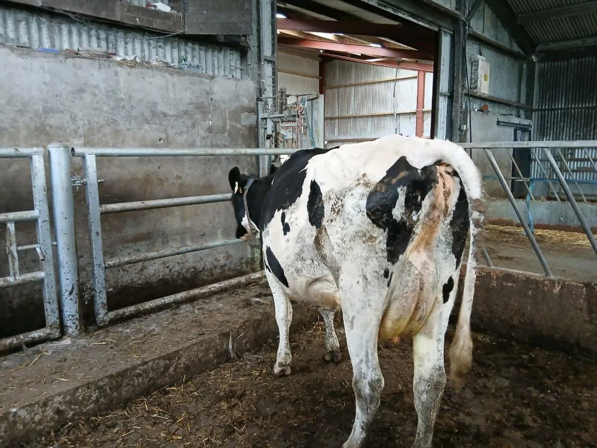 Full Symbol Organic cow suitable to rear calves - Image 2