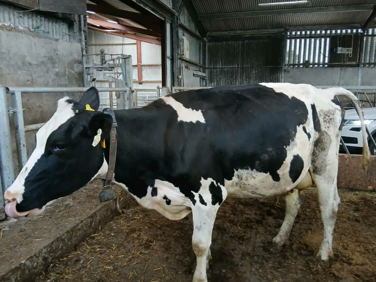 Full Symbol Organic cow suitable to rear calves - Image 3