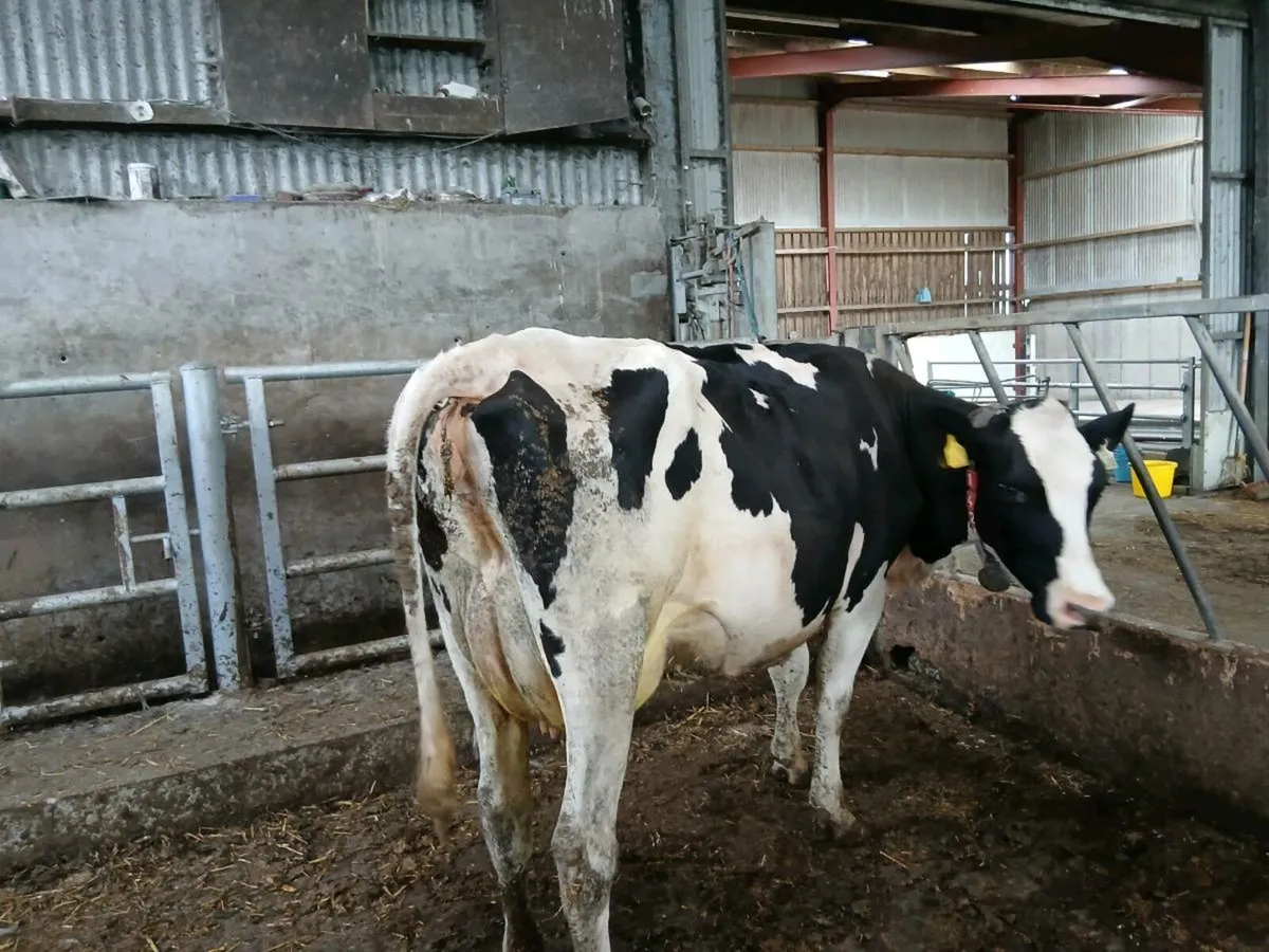 Full Symbol Organic cow suitable to rear calves - Image 4