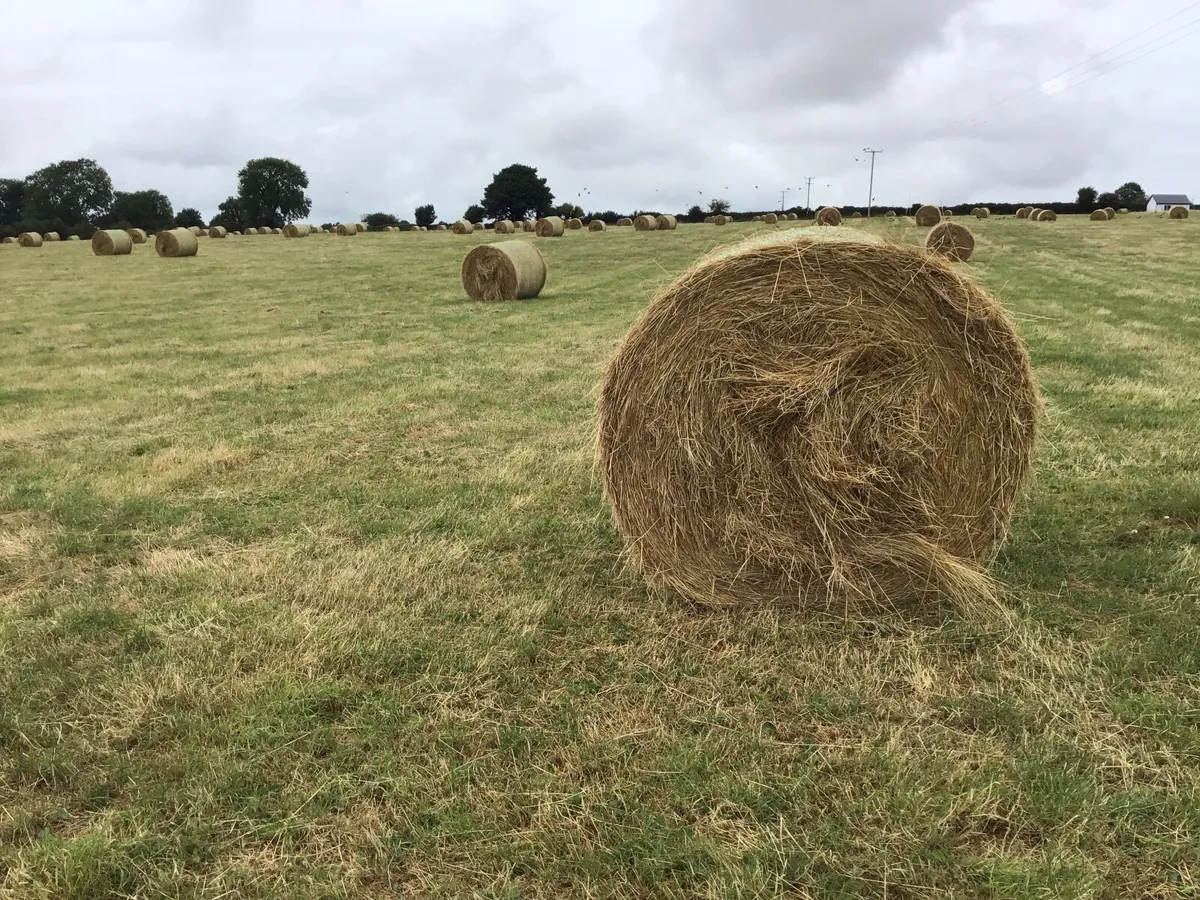 Hay - Image 1