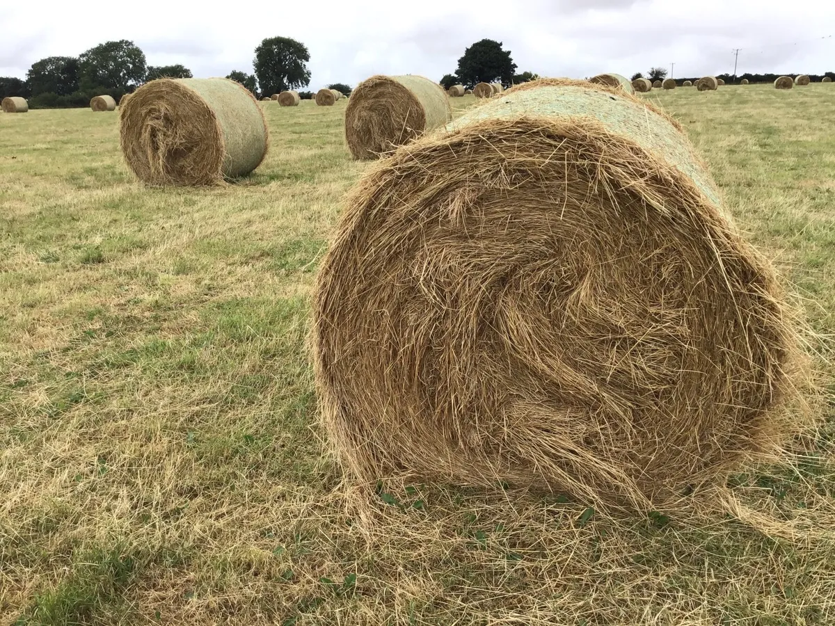 Hay - Image 2