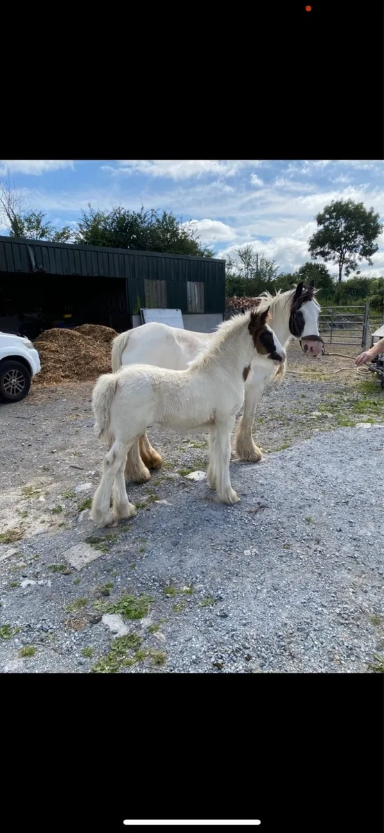 Mare and foal - Image 1