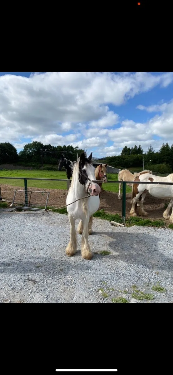 Mare and foal - Image 2