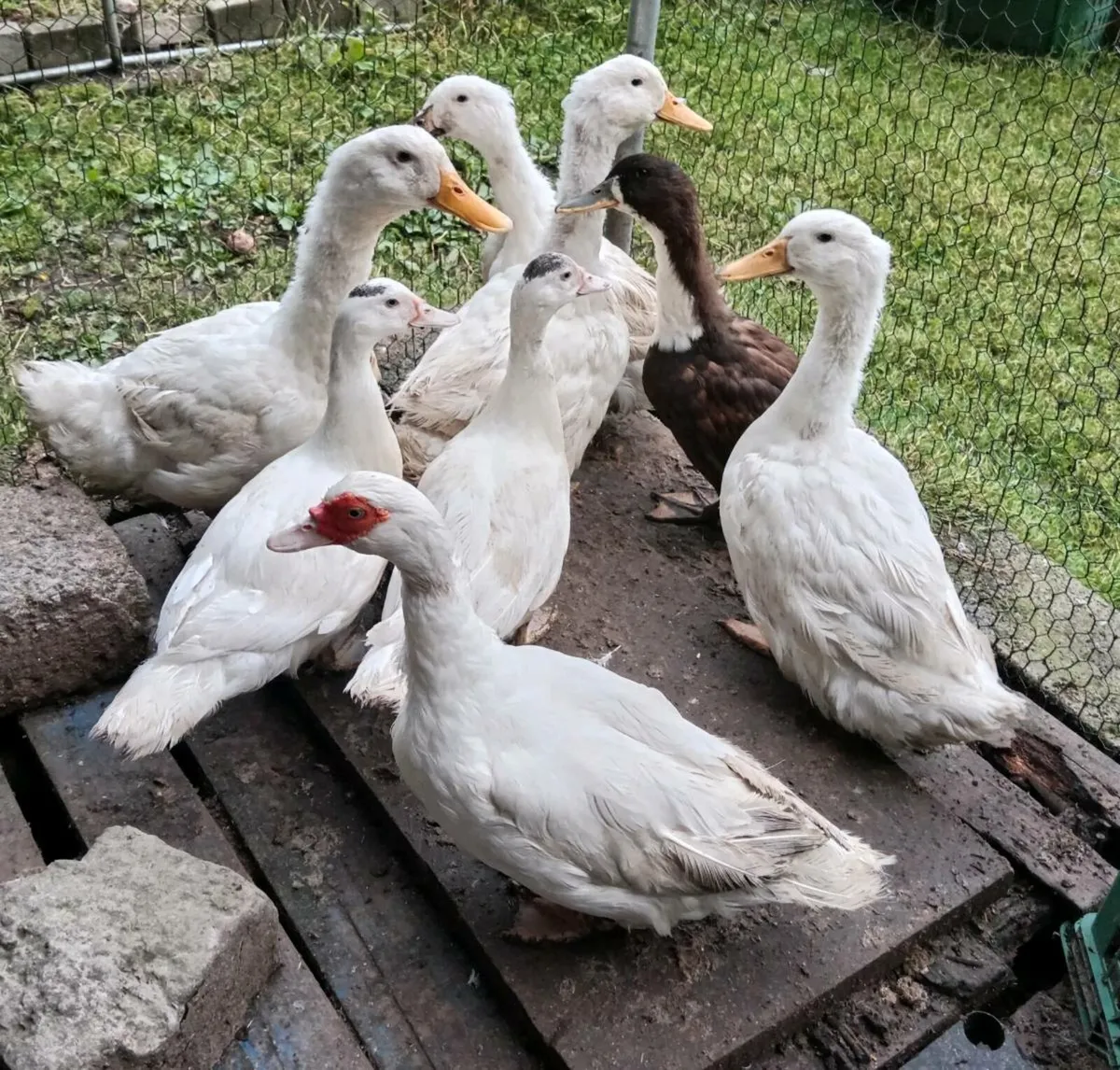 Ducks, hens - Image 1