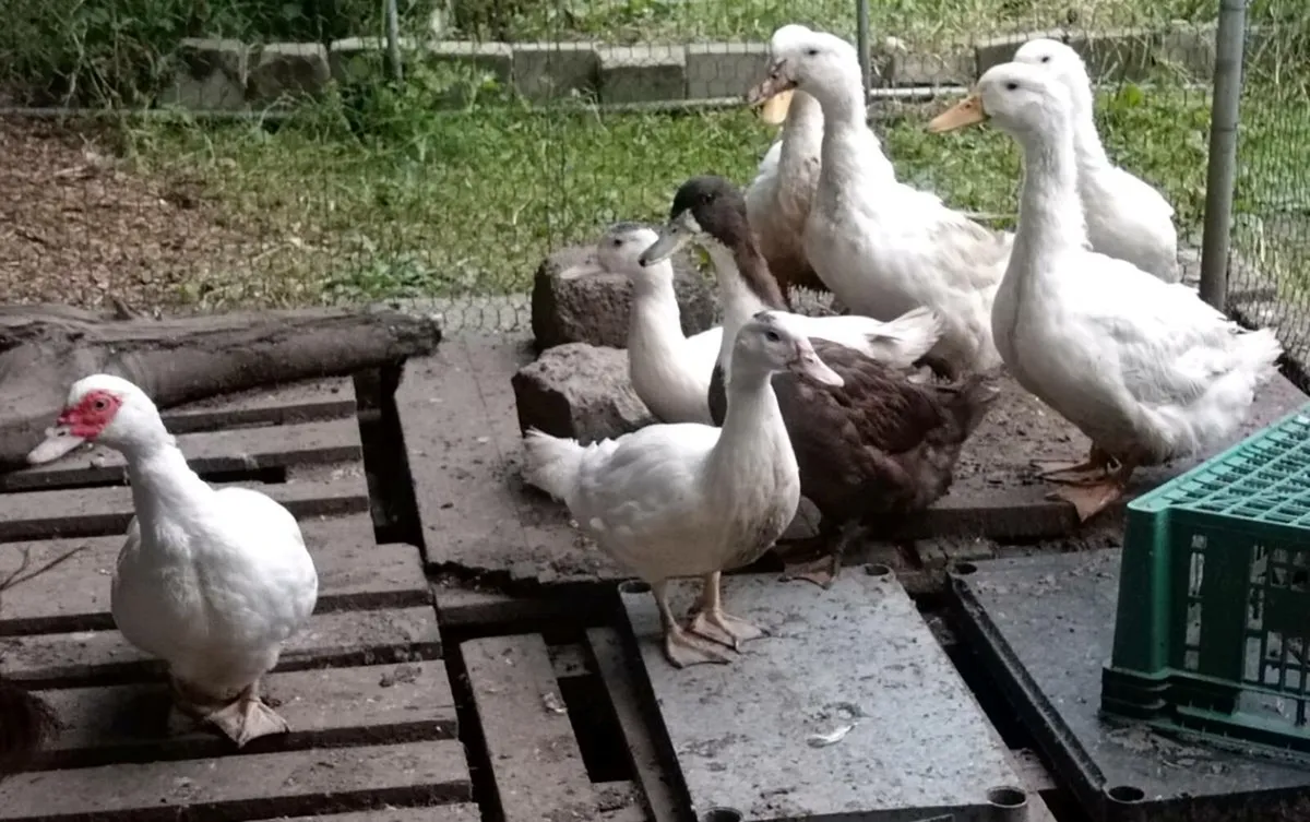 Ducks, hens - Image 2