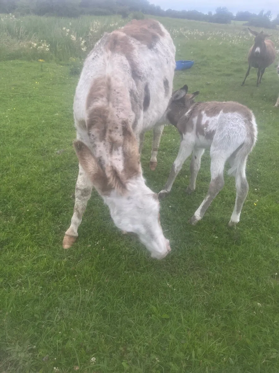 2.5 year old jenny and new born foal - Image 1