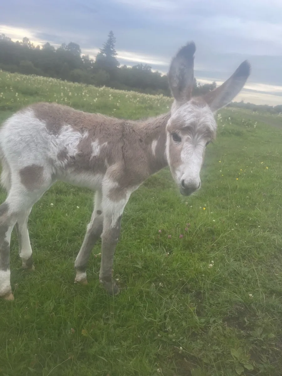 2.5 year old jenny and new born foal - Image 3