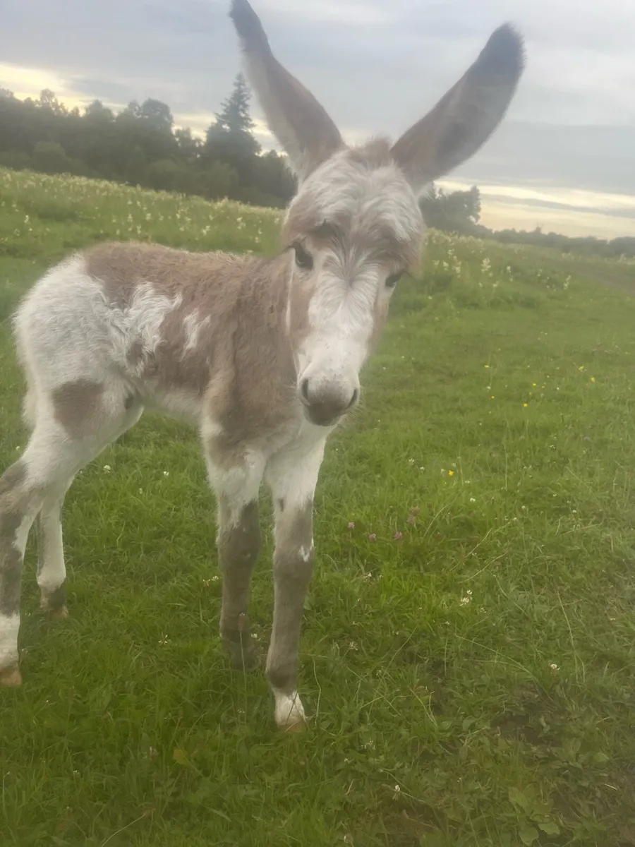 2.5 year old jenny and new born foal - Image 4
