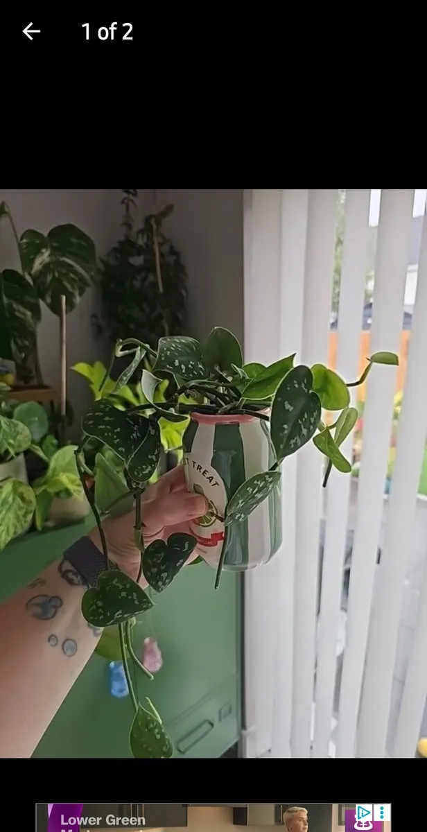 Plants - Image 1