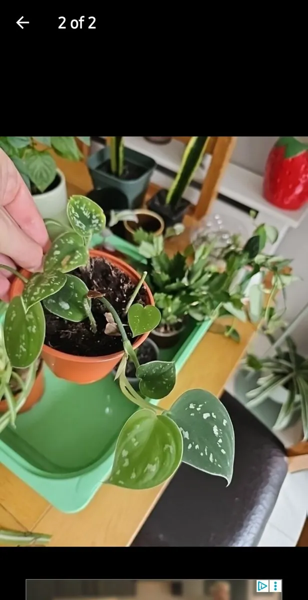Plants - Image 2