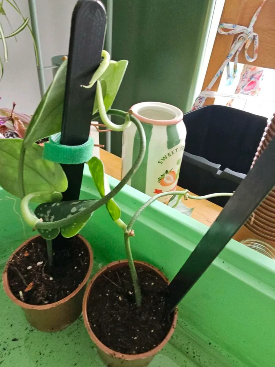 Plants - Image 3