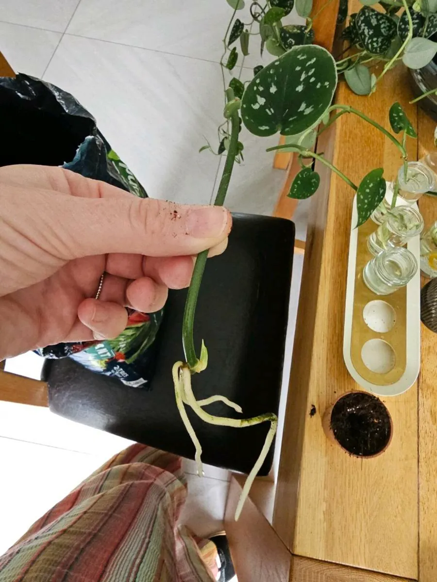 Plants - Image 4