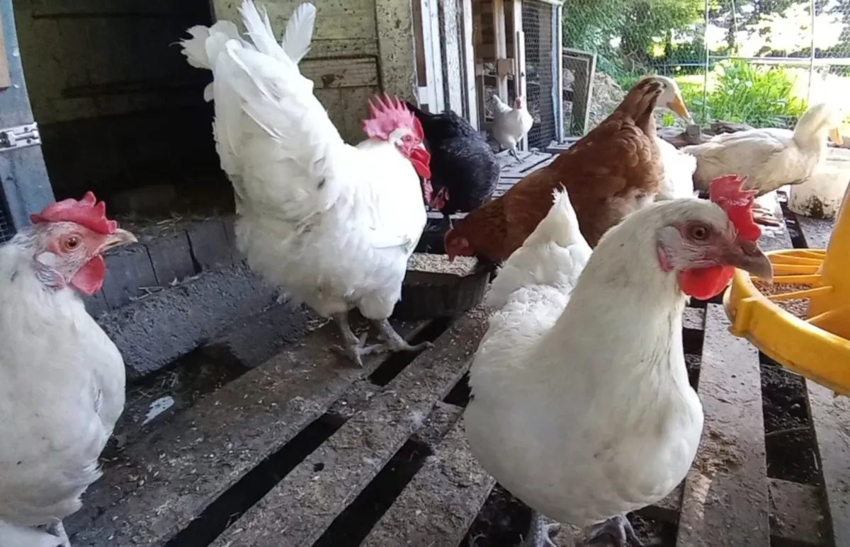Ducks, hens - Image 4