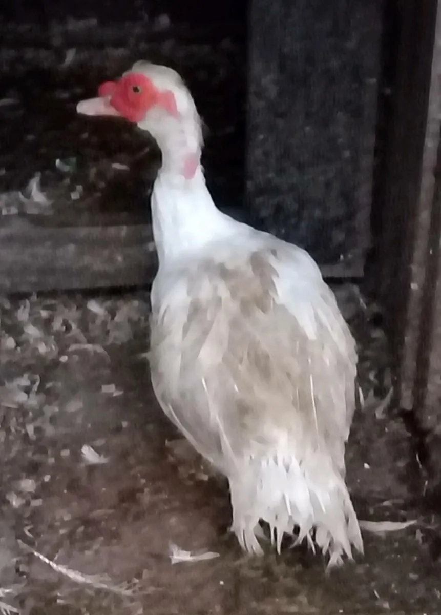 Ducks, hens - Image 3