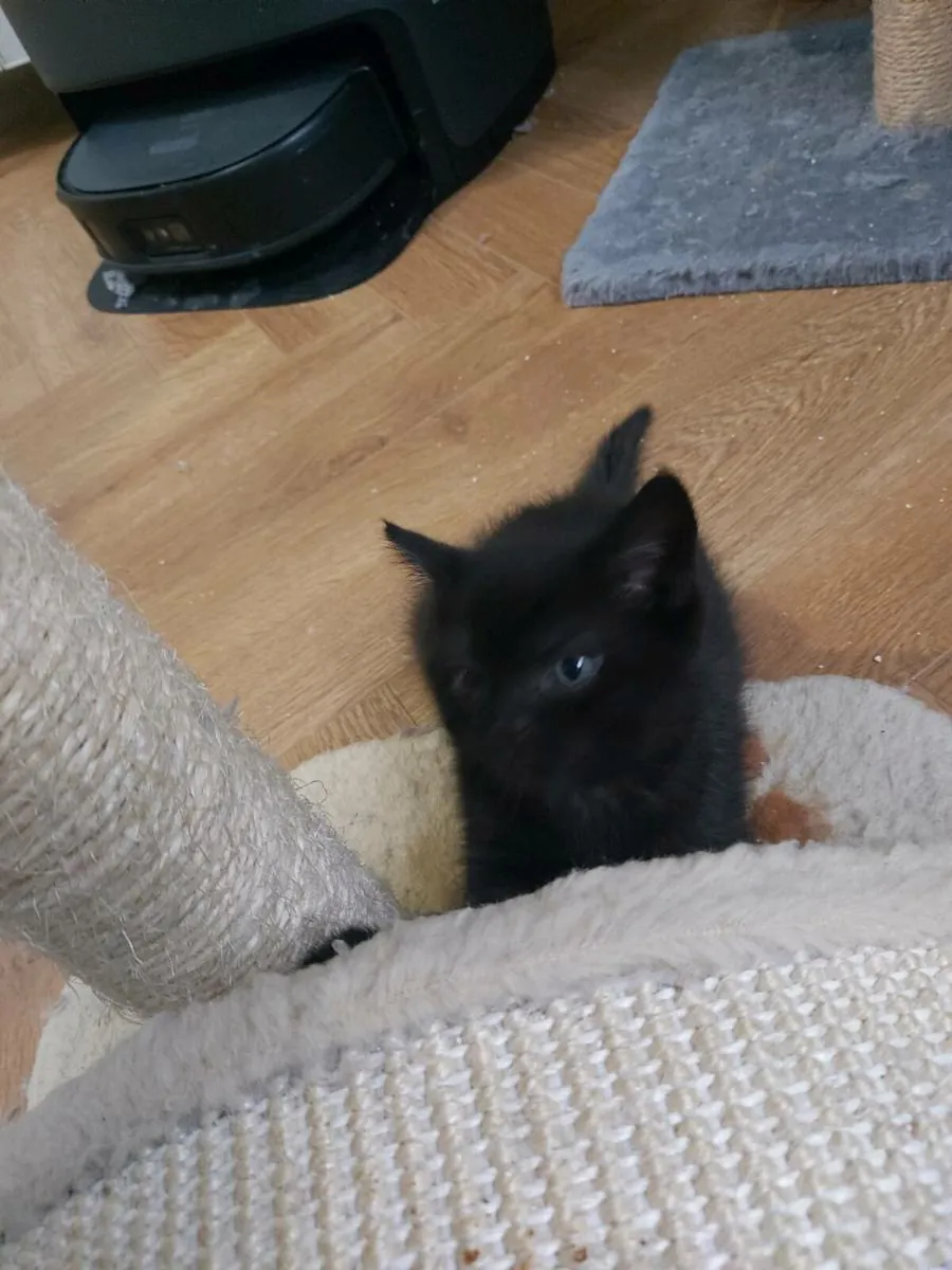 Kitten - Image 1