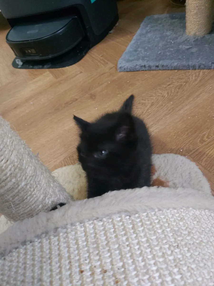 Kitten - Image 2