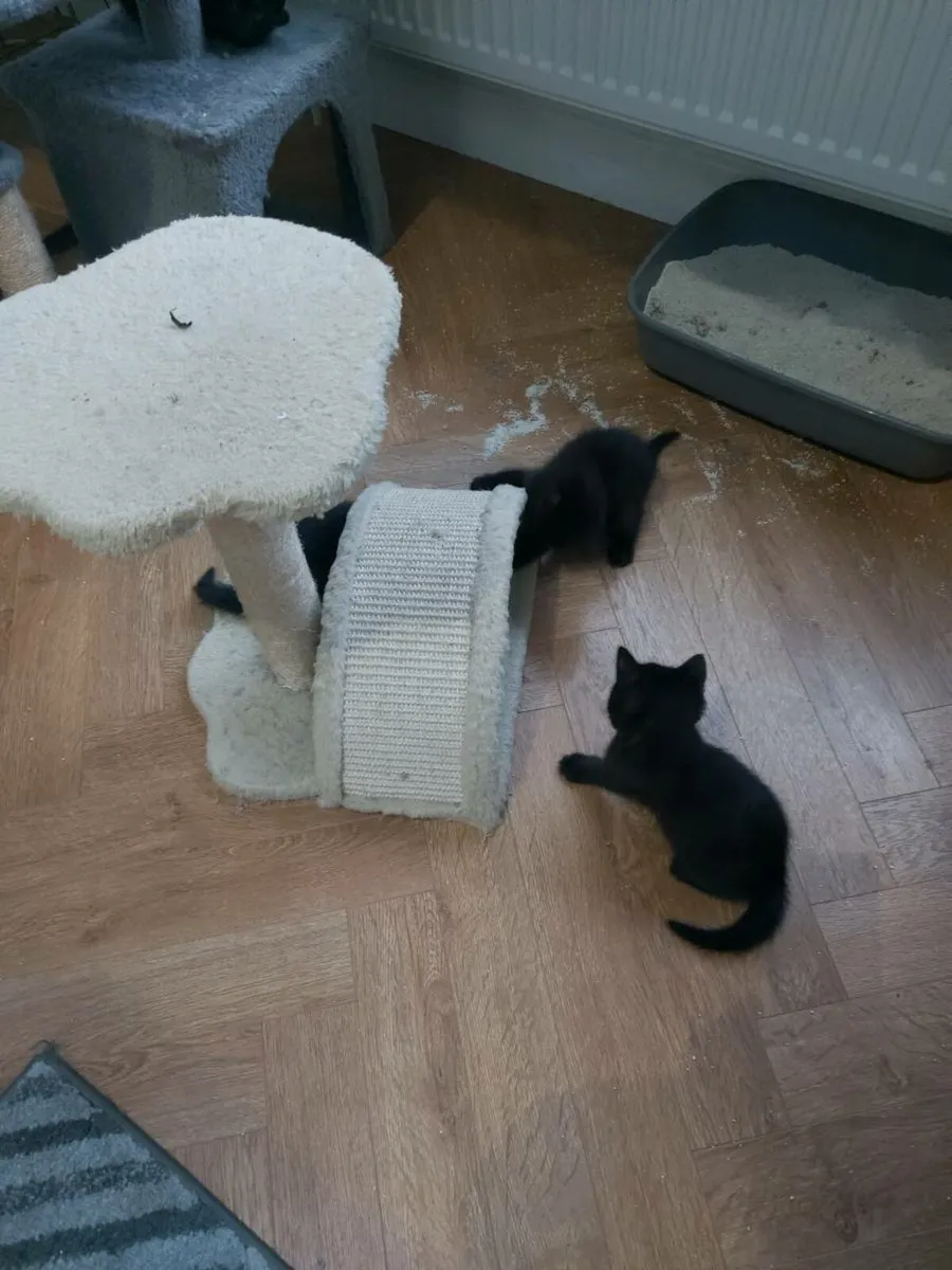 Kitten - Image 4